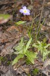 Southern butterwort